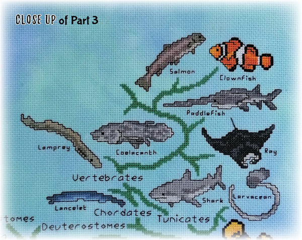 Animals Tree of Life Stitchalong. Close up of Part 3, showing Salmon, Clownfish, Paddlefish, Coelacanth, Ray, Larvacean, Shark, Lamprey and Lancelet.
